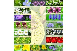 LINCOLNSHIRE POND PLANTS LTD Lincolnshire Pond Plants Bee Marginal 8 Pack Potted