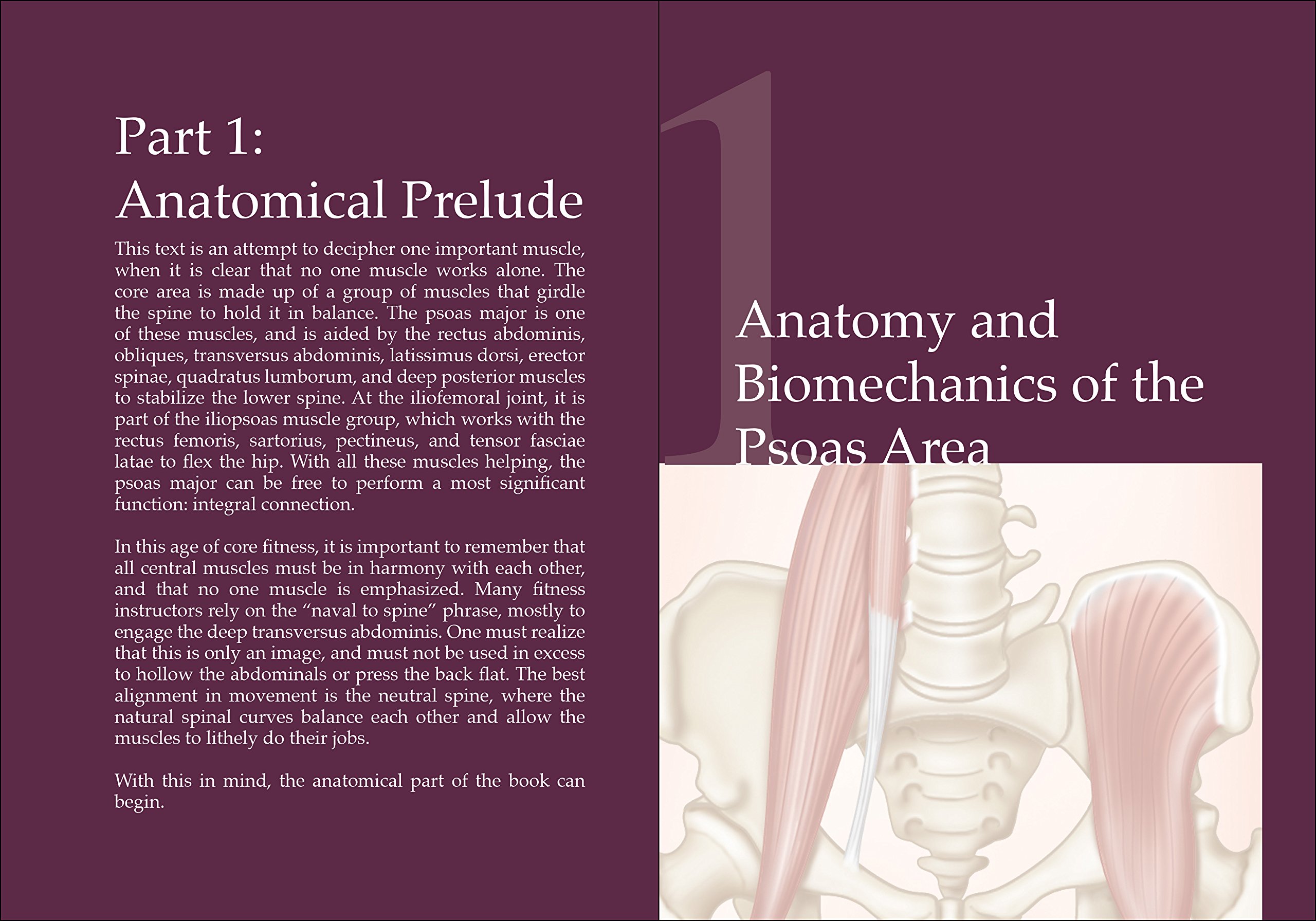 The Vital Psoas Muscle: Connecting Physical, Emotional, and Spiritual Well-Being - Image 5