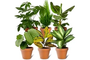 BLUME IDEAL Set de 6 Plantas Sorpresa | +/- 40-70 cm | ø 12-15 cm maceta | Plantas para el hogar y la oficina, calidad de expertos en plantas, envío rápido, decoración verde