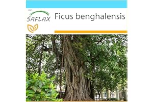 SAFLAX - Set regalo - Higuera de Bengala - 20 semillas - Con caja regalo/envío, etiqueta para envío, tarjeta de felicitación y sustrato de cultivo y fertilizante - Ficus benghalensis