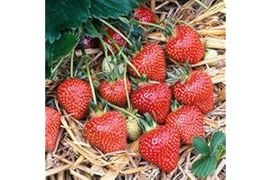 GARDENERSDREAM Strawberry 'Honeoye' Bare Root Hardy Mid Season Garden Bush Fruit Plants (10 Plants)