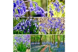 WOODLAND BULBS 50 x English Bluebells In The Green - Cultivated and Freshly Harvested for Optimal Growth Ideal for Immediate Planting Now UK, Hyacinthoides Non Scripta Plant With Snowdrops In The Green - Free UK P&P