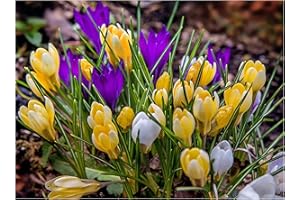 Oliwier's Bulbs 10 x Crocus Specie Mixed Spring Flowering Bulbs Multicoloured Dwarf Botanical Early Flowers Variety Ready for Planting Now