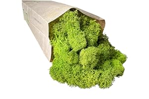 Bkegidaf Muschio Stabilizzato Lichene Stabilizzato Naturale 250gr Qualità Premium Colore Lime Green Ideale Per Giardino Verticale Quadri Vegetali Moellismo Terrario Presepe