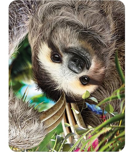 Calamita 3D LiveLife - Coccole di Koala di Deluxebase. Calamita da Frigorifero 3D Lenticolare con Koala. Decorazioni magnetiche per bambini e adulti