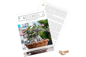 HAPPYSEED Semillas exóticas de cactus con alta tasa de germinación – Juego de semillas suculentas para tu propio hermoso cactus floreciente