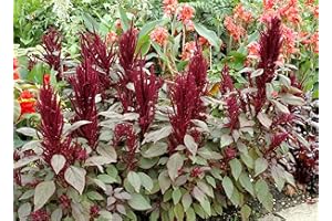 SEMISAUVAGE PERMACULTURE 1000 Graines d'Amarante - fleurs jardins plantes - méthode BIO