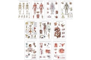PALACE LEARNING 10 Pack - Anatomy Posters - Paper (Not Laminated) - Muscular, Skeletal, Digestive, Respiratory, Circulatory, Endocrine, Lymphatic, Male & Female Reproductive, Nervous System, Anatomical Charts 18"x24"