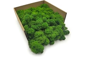 ‎ENCHANTED Enchanted Moos Konserviertes Rentiermoos Stabilisiert Deko Moos Zum Basteln DIY Für Mosbilder Floristik Natur Finnisch Waldgrün 500 g
