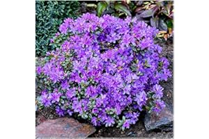 GROWON SHRUBS Dwarf Rhododendron Japonica 'St Merryn' | Evergreen Shrub | Pot Plant