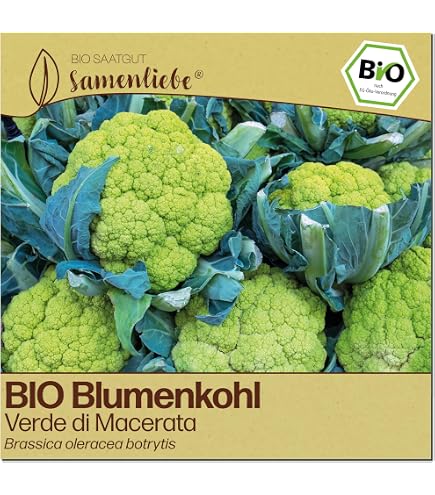Samenliebe BIO Blumenkohl Samen | Romanesco Natalino - italienisch & grn -  samenfestes BIO Saatgut : Amazon.de: Garten