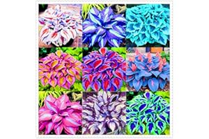 FKGNQS Winterharte mehrjährige Seltene Hosta Einfach zu Pflegen-4zwiebeln-b