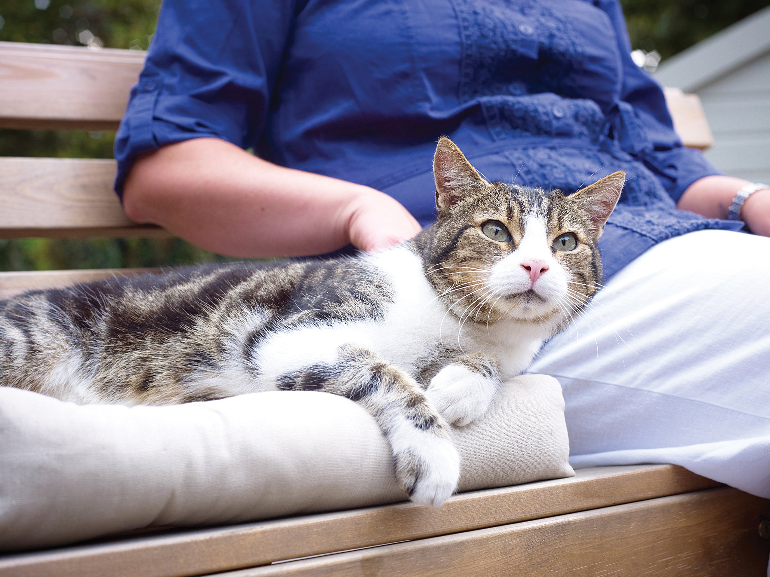 petporte smart flap microchip cat flap