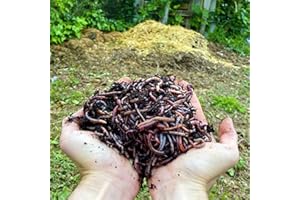 MOUTTA WormBox Lombrichi da 5kg (Circa 10,000 pz.) | Vivi lombrichi Eisenia, introduci/Aggiungi Vermi nel Tuo Giardino o orto, Riproduzione Molto Veloce