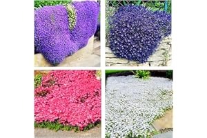 HIBORTH 100 Graines de Thym Serpolet Rouge - Plante Vivace Couvre-Sol, Faciles à Planter, graines de thym rampantes, Fleurs Anciennes pour Jardin, Balcon et Parterre (Multicolore)