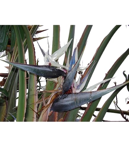 Weisse Paradiesvogelblume - Strelitzia nicolai - 5 Samen !!! Baum  Strellitzie : Amazon.de: Garten