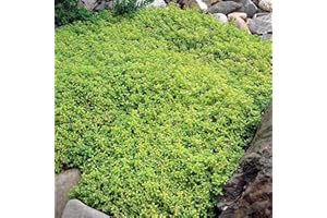 FOGCROLL Lot de 400 Graines de Thym Serpolet Multicolores, Graines de Thym Rampant à Haut Rendement, Plante Vivace Couvre-Sol, Graines Fleurs à Semer, Faciles à Planter pour Jardin Pelouse (Vert)