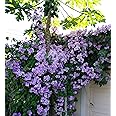 Garlic Vine | Mansoa Alliacea | Flowering Live Plant For Home Terrace Outdoor Rooftop Garden