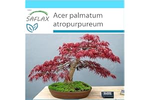 SAFLAX - Set regalo - Arce japonés - 20 semillas - Con caja regalo/envío, etiqueta para envío, tarjeta de felicitación y sustrato de cultivo y fertilizante - Acer palmatum