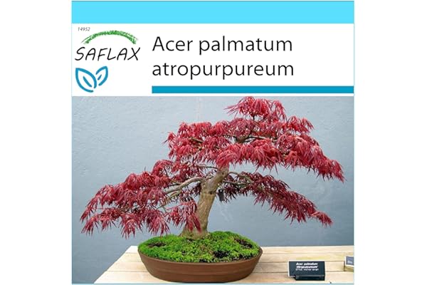 SAFLAX - Kit cadeau - Erable du Japon pourpre - 20 graines - Acer palmatum atropurpureum