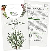 Bonsai Baum Samen Berg Mammutbaum: Premium Mammutbaum Samen für 5 Bonsai Pflanzen – Bonsai Samen für den Mini Garten…