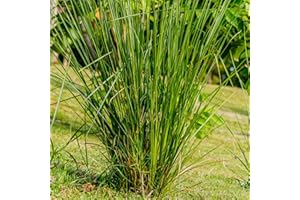 VERMIORGANIC Planta Vetiver Ecológica, 50Esquejes. Evita la erosión, sirve como contención de taludes y se usa para la depuración de aguas.…