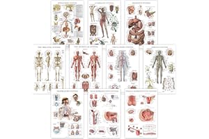 PALACE LEARNING 10 Pack - Anatomical Poster Set - LAMINATED - Muscular, Skeletal, Digestive, Respiratory, Circulatory, Endocrine, Lymphatic, Male & Female Reproductive, Nervous System, Anatomy Chart Set - 18" x 24"