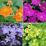 8x Pflanzen für Garten"Covering Flowers" | 8er Stauden Set | Bodendecker Pflanzen | Höhe 10-15 cm | Topf-Ø 13 cm