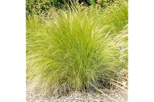 Perfect Plants - Stipa Tenuissima Pony Tails Hardy Ornamental Grass Plant in a 13cm Pot
