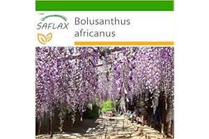 SAFLAX - Glycine arbre - 10 graines - Avec substrat - Bolusanthus africanus