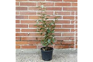 AZIENDA AGRICOLA TEMPESTI STEFANIA Eleagnus ebbingei, 8 piante con altezza 80/100 cm, vaso Ø18, per una siepe lunga 5 metri