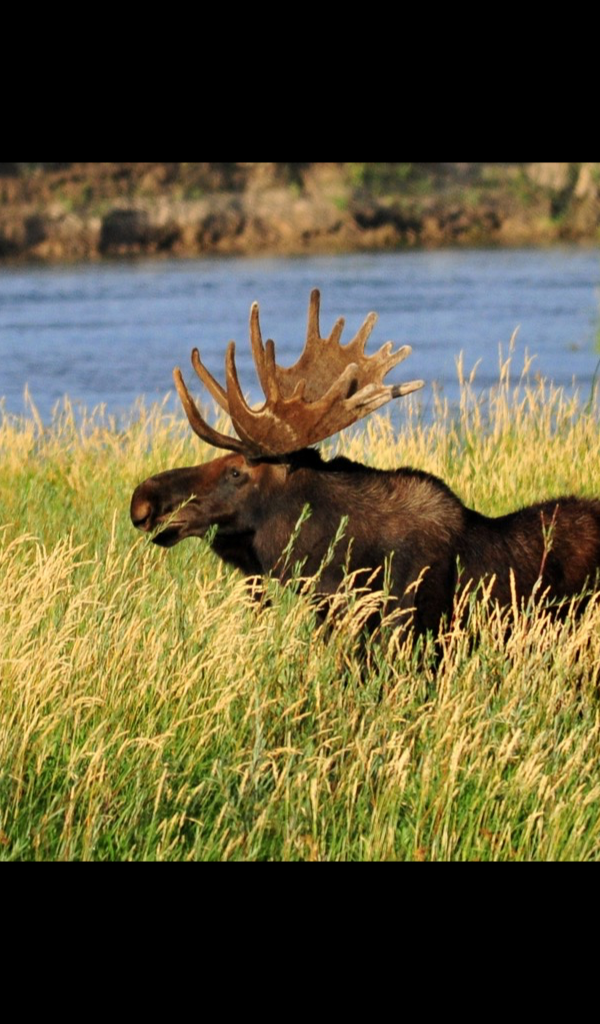 Moose Antler Wallpaper – HD Wallpapers of Moose Antlers! : Amazon.co