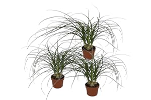 Dominik Blumen und Pflanzen, Blumen Dracena Nolina kleiner Elefantenfuß, 3er Spar-Set, mehrfarbig