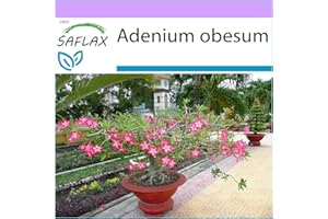 SAFLAX - Rose du désert - 8 graines - Adenium obesum