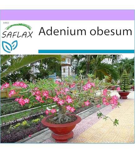 Osmanthus Fragrans Var. Aurantiacus, Il Profumo Di Fine Estate - Foto 8