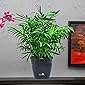 Nurturing Green Air purifying NASA recommended Chamaedorea Palm Plant in Black Pot for home (Live Indoor Dwarf Areca Palm Plant with pot for living room, bedroom, office, table top etc)