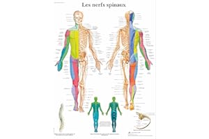 3B Scientific – Laminé Nerfs Spinaux Affiche – Poster d’Anatomie Protégé contre UV et Poussière pour Étude, Enseignement et Cliniques