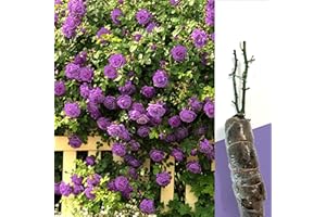 BLUE MAGIC DESIGN 1 Gorgeous Fragrant Purple Climbing Rose Bare Rooted Plant Bush Shurb Trellises Outdoor Landscape Aroma Flowers Archway Garden Fences Pergola