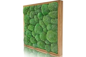 naturewalls Moosbild Kugelmoos - Pflanzenbild Vollholz-Rahmen - XXL - Eiche | 55 x 55 cm