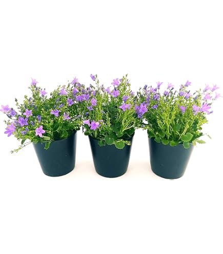 Campanula Tris Bicolore - 3 Piante Vere In Vaso 12cm - Fiori Doppi Bianchi - Foto 5