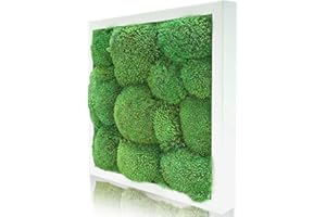 naturewalls Moosbild Kugelmoos - Pflanzenbild Vollholz-Rahmen - XXL - Weiß | 25 x 25 cm