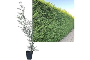 INTRAGARTEN GMBH Zypresse Leyland 1 Stück | Heckenpflanze Hecke Bastardzypresse Leylandii Gartenhecke +60cm