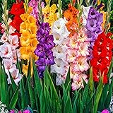 100x Gladiolus | Gladiolen Blumenzwiebeln Mischung | Gemischte Farben | Blumenzwiebeln für Garten und Balkon | 6 cm