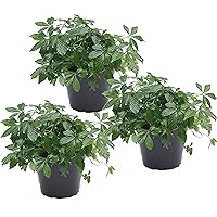 3er Set Kraut der Unsterblichkeit (Jiaogulan) 12cm Topf