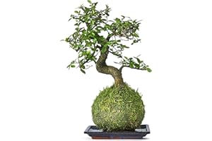 Tranquil Plants Chinese Elm Bonsai Tree | Kokedama House Plant with Green Moss Ball for Bedroom -Office | Home Decor Indoor House Plants Gardening Gifts- 10 Years 25cm High (Plant with Tray)