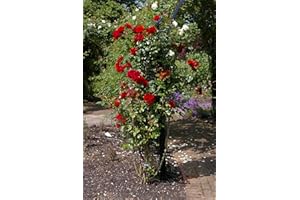 Kletterrose Santana in Rot - Kletter-Rose winterhart & duftend - Pflanze für Rankhilfe wurzelnackt/Wurzelware von Garten Schlüter - Pflanzen in Top Qualität