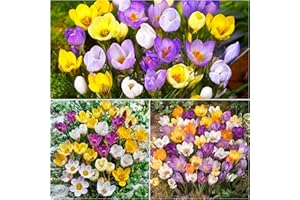 WOODLAND BULBS 100 x Crocus Bulbs - Species Mixed Colours - White - Purple - Striped - Yellow - Blue - Spring Flowering Garden Bulbs - Plant with Snowdrops - Free UK P&P