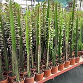 50 cm ve &Uuml;zeri Boyda Sınırlı Sayıda 10.5lik Saksıda, Euphorbia Trigona Red - Afrika S&uuml;t Ağacı Kakt&uuml;s&uuml;