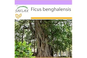 SAFLAX - Indian Banyan Tree - 20 Seeds - Ficus benghalensis