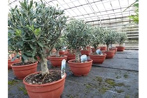 gruenwaren jakubik Olivenbaum Bonsai Formgehölz, Olive winterhart, Olea europaea